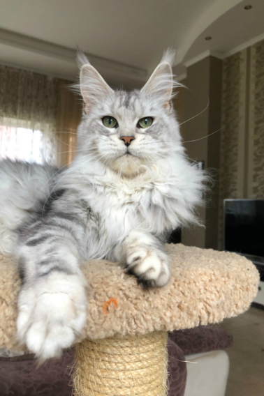 Ascent Beretta - maine-coon