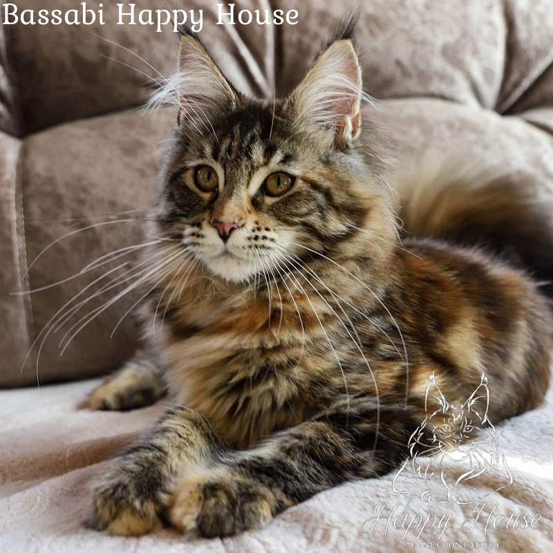 Bassabi Happy House - maine-coon