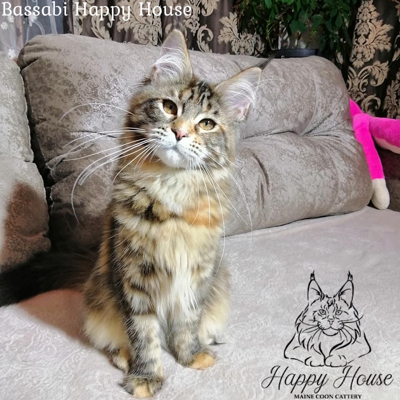 Bassabi Happy House - maine-coon