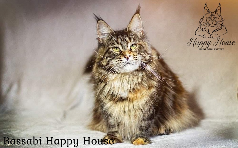 Bassabi Happy House - Junior maine-coon 9 months