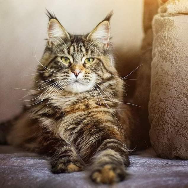 Bassabi Happy House - Junior maine-coon 9 months