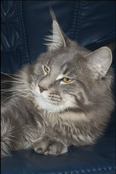 Taylor Baltoji Orhideja - мейн-кун