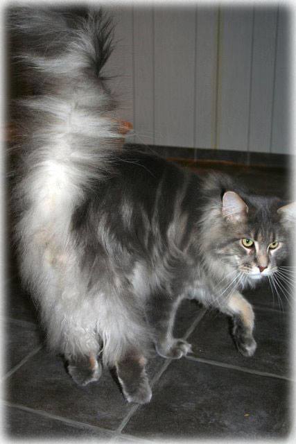 Wytopitlock The Final Cut - maine-coon