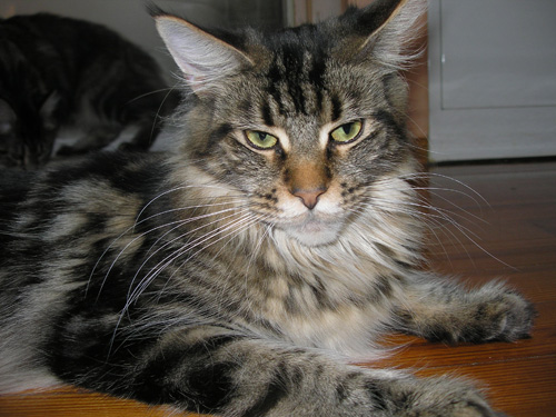 Escape's Ironica - Adult maine-coon 2008 years 2 months