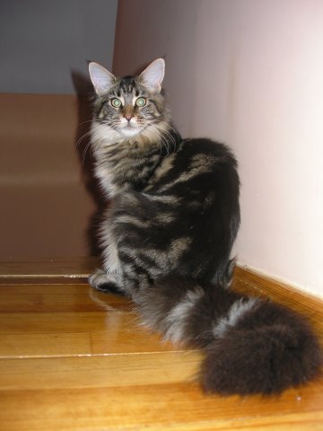 Escape's Ironica - maine-coon