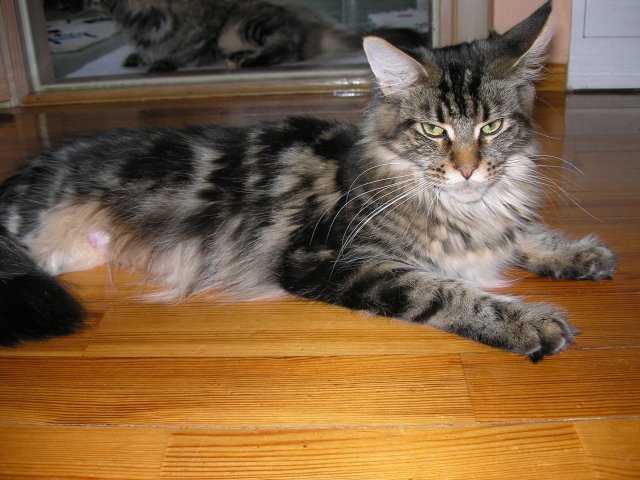 Escape's Ironica - maine-coon