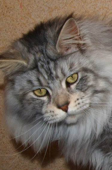 Helda Baltoji Orchideja - maine-coon