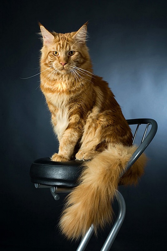 Perfect Cat Big Brother - мейн-кун