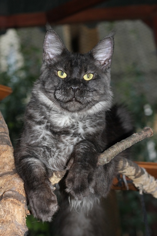 Outlook Seventh Fleet - maine-coon