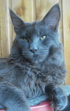 Pillowtalk's Zafiro II - maine-coon