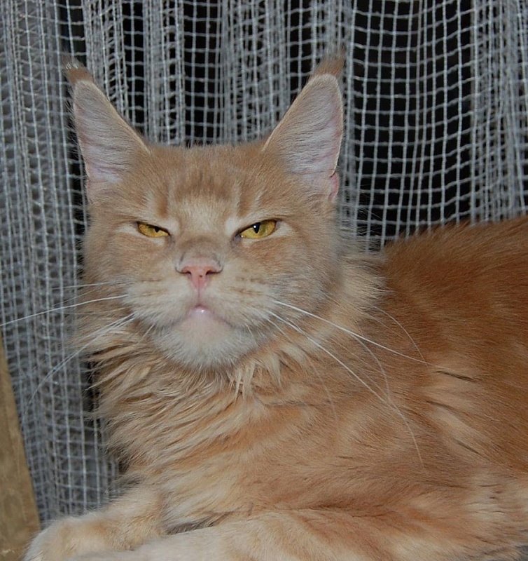 Pink Lady Airish Coon - maine-coon