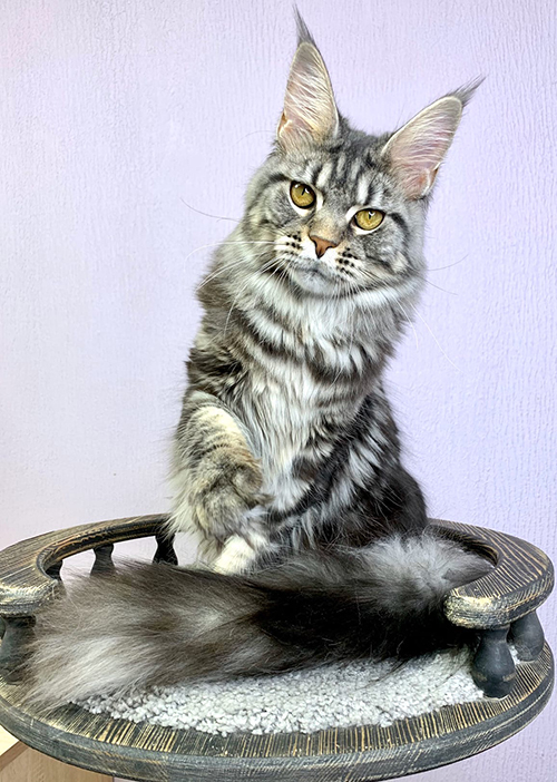 DeniLars Caterina - maine-coon