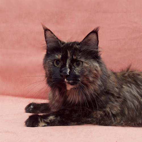 Mainelynx Kayla - мейн-кун 01.01.2000