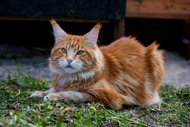 Elphinstone Palermo - maine-coon