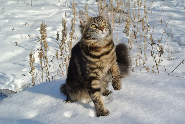 Alisa Coon Smile - maine-coon