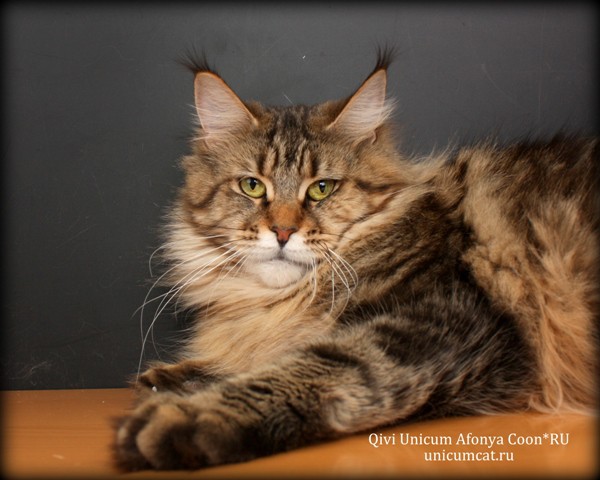 Qivi Unicum Afonya - maine-coon