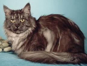 Avicats Astraea Escape's - мейн-кун