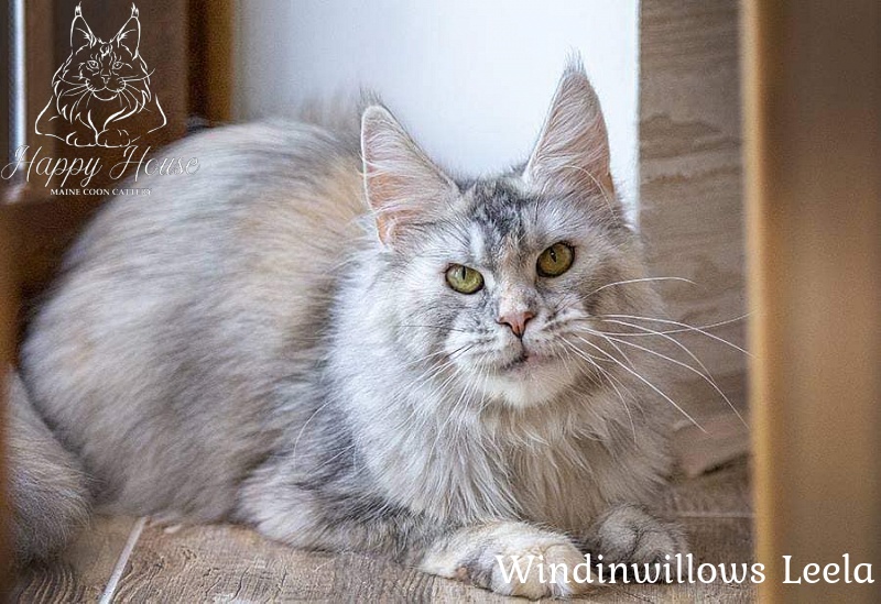 Windinwillows Yaroslava - maine-coon