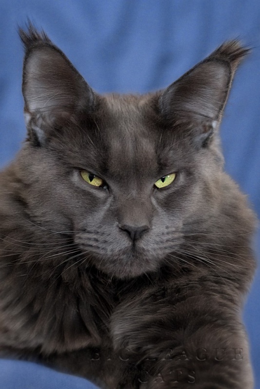 Country Gulliver's Iceberg Best - мейн-кун