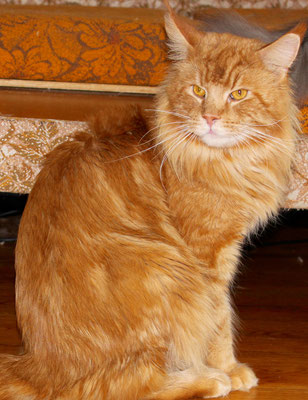 Favorite Angel Garold - мейн-кун