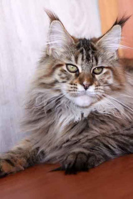 Jessica Stamm Gonsior Line - мейн-кун