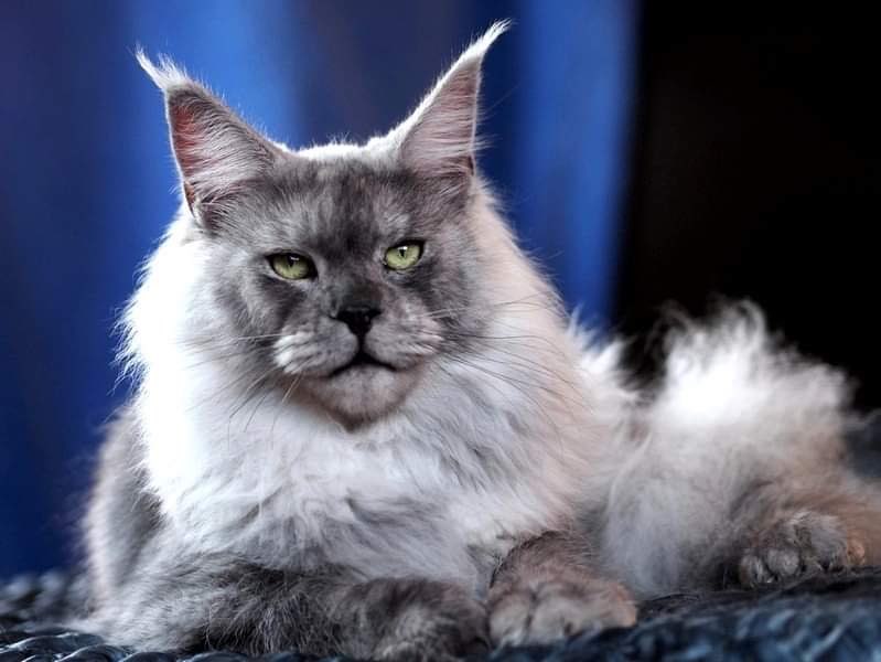 Tri-D Zahar - maine-coon
