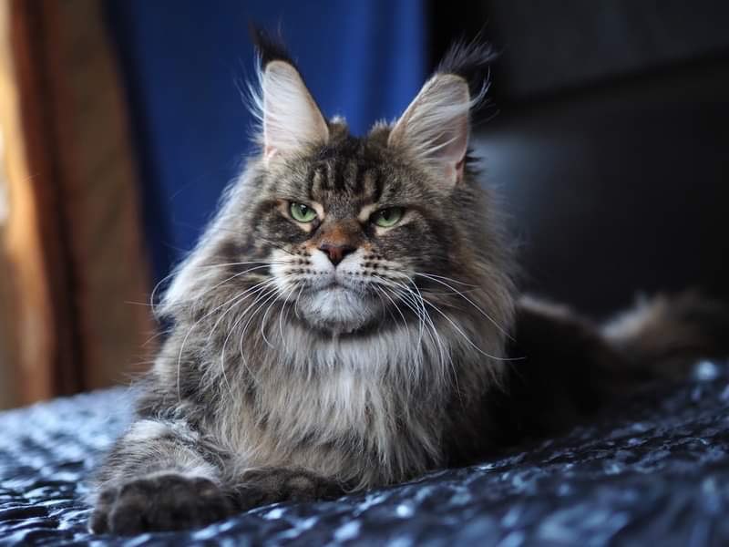 Tri-D Bohemia - maine-coon