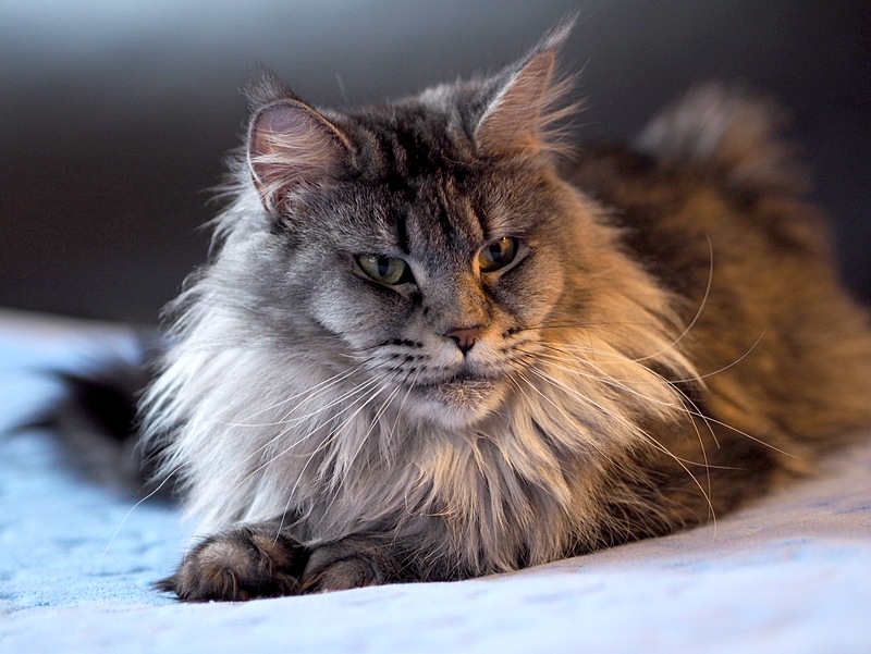 Beatrix Wilhelmina Cybercoon - maine-coon 11/30/-1