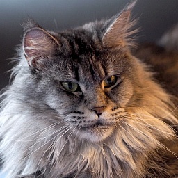 Beatrix Wilhelmina Cybercoon