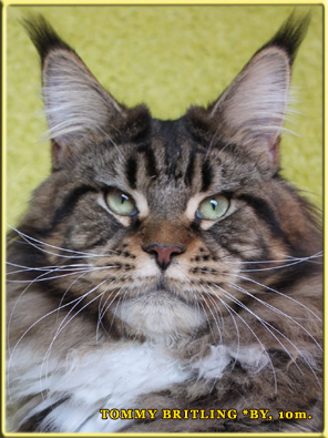 Tommy Britling - maine-coon 05/22/2011
