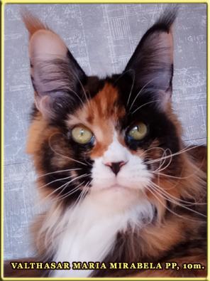 Valthasar Maria Mirabela PP - maine-coon 05/22/2011
