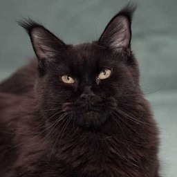 Cybercoon Royal Beauty