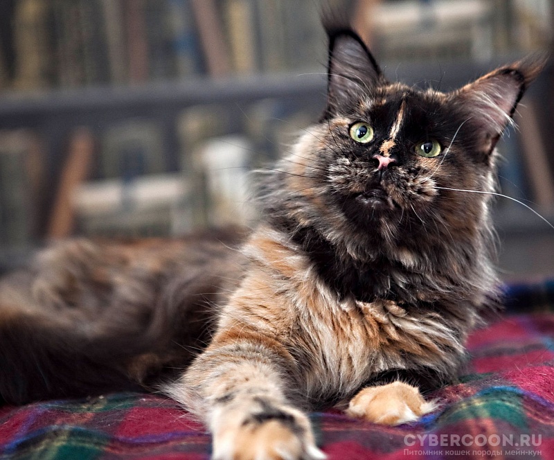 Elphinstone Candy Light - maine-coon