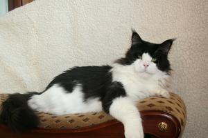 Paul Simon Emilitacoon - maine-coon