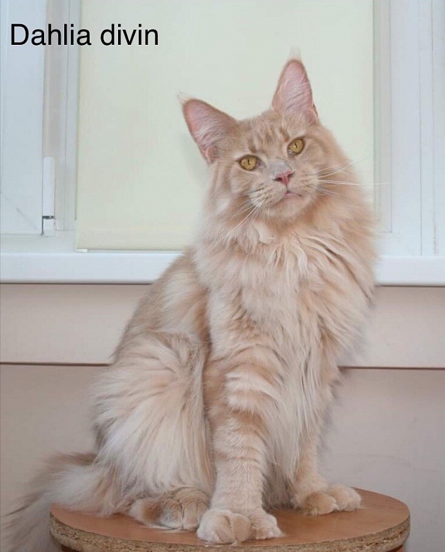 Valthasar Dahlia Divin PP - maine-coon