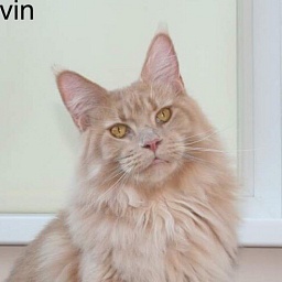 Valthasar Dahlia Divin PP