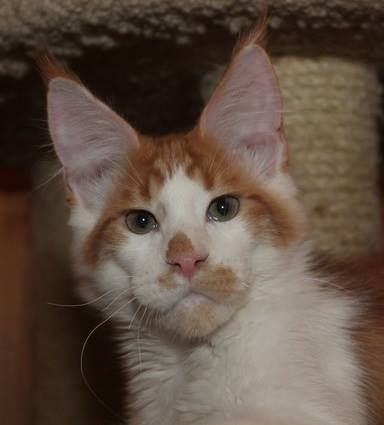Captain Coon's Kenzo D'Ete - maine-coon