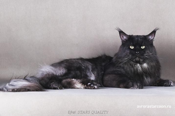 Efrat Stars Quality - мейн-кун