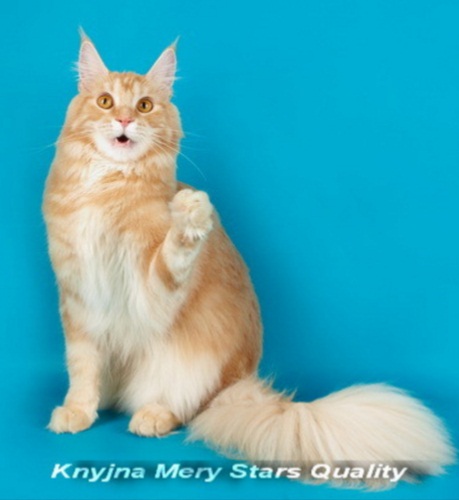 Knyjna Mery Stars Quality - мейн-кун