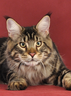 Mainewood Z'Nelja Kummenta - мейн-кун