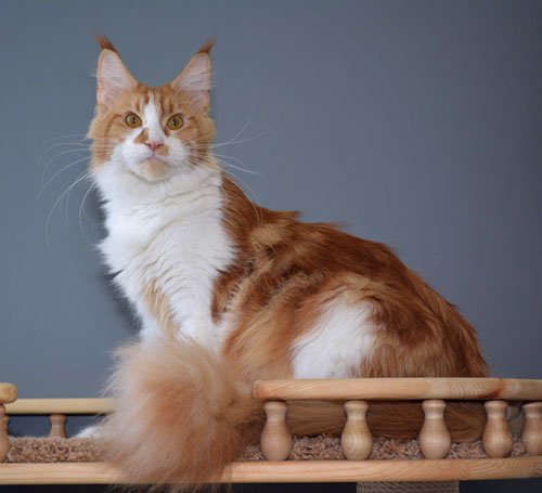 Iron Maiden Barbaross - maine-coon