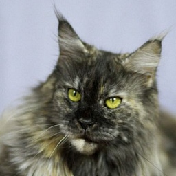 Timaracoon's Pearl