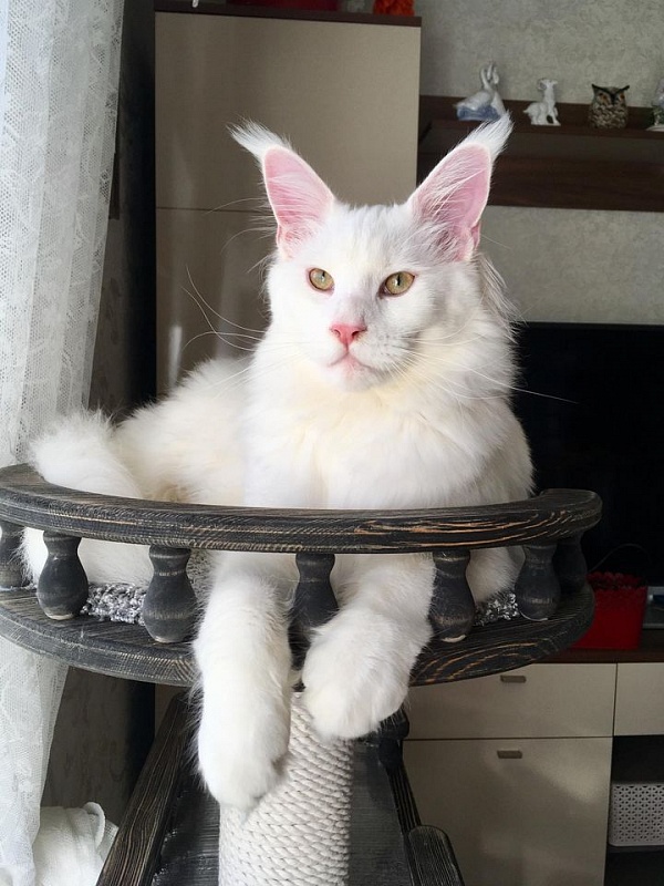 Fluffytails Funtik - maine-coon