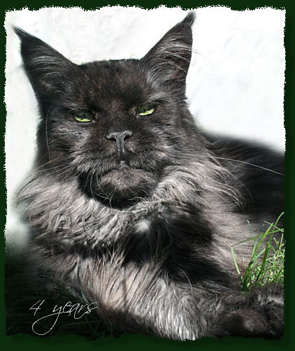 Island in the Sun the Purrfect Coon - Взрослый мейн-кун 4 года 3 месяца 1 неделя