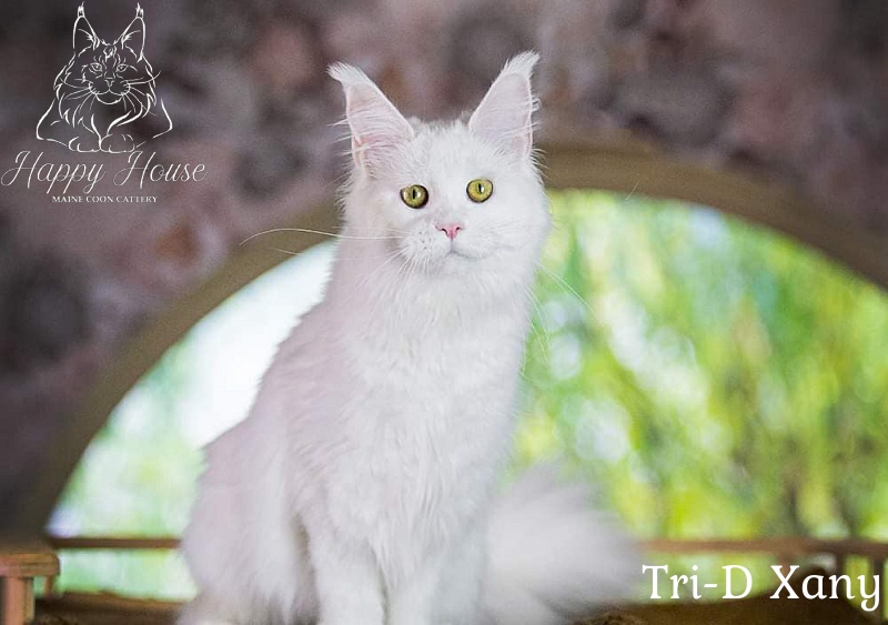 Tri-D Xany - maine-coon