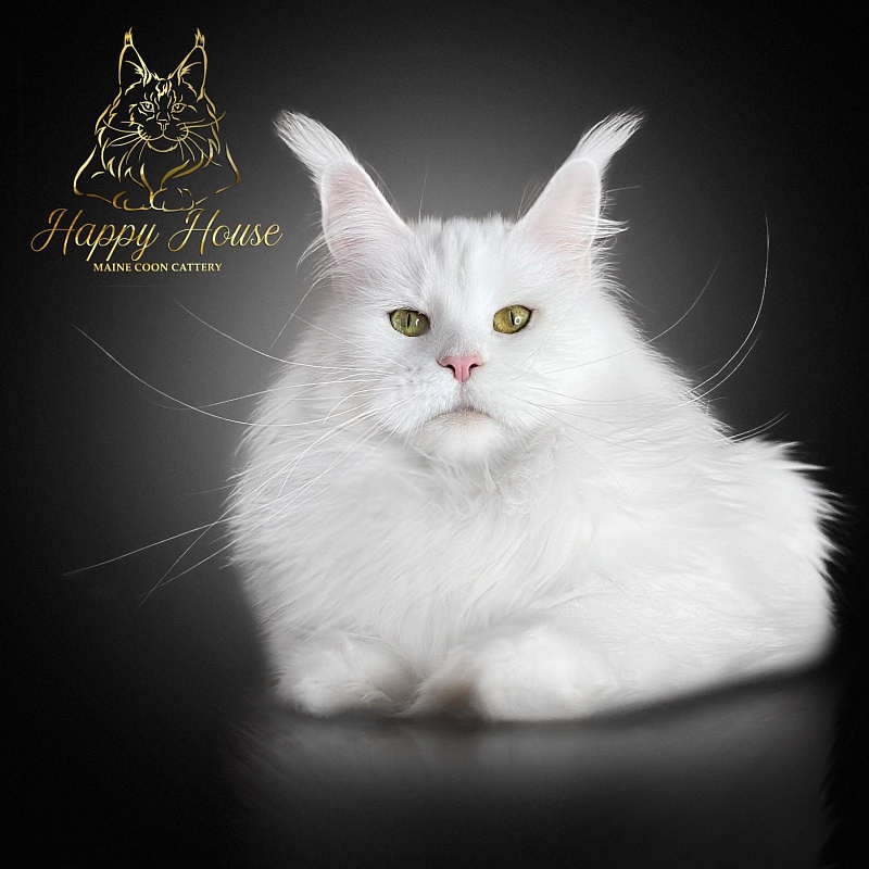Tri-D Xany - maine-coon