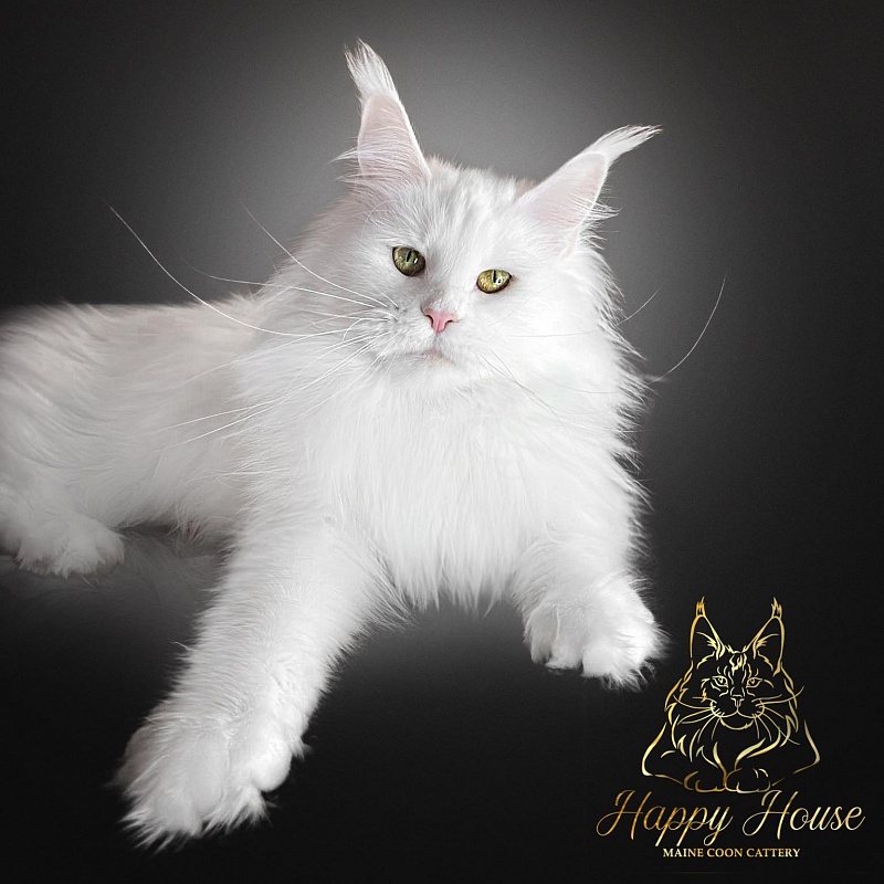 Tri-D Xany - maine-coon