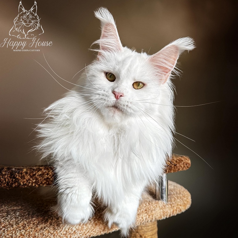 Tri-D Xany - maine-coon
