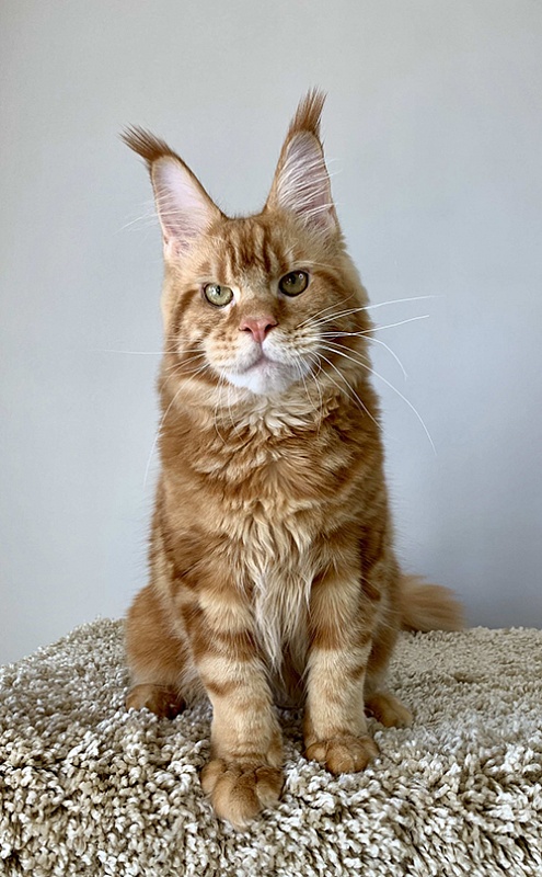Fluffytails Dessert - maine-coon