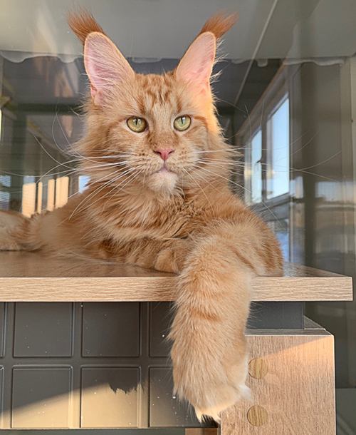 Fluffytails Fanni - maine-coon